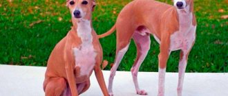 Italian Greyhound