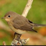 small flycatcher