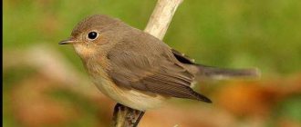 small flycatcher