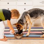 Boy feeding a shepherd