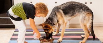 Boy feeding a shepherd