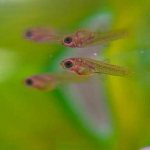 Young viviparous fish