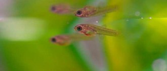 Young viviparous fish