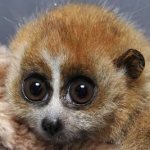 Little loris