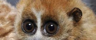 Little loris