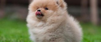 Little Spitz with a ball Photo