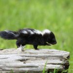 little skunk