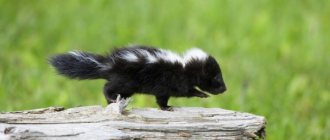 little skunk