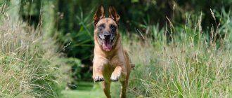 Malinois running through the grass photo