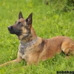 Malinois-dog-Description-features-care-and-price-of-the-Malinois-breed-4