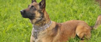 Malinois-dog-Description-features-care-and-price-of-the-Malinois-breed-4