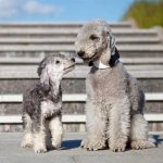 mom with puppy