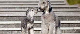 mom with puppy