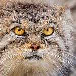 manul