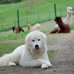 Maremmo-Abruzzese Shepherd Dog guards the llamas