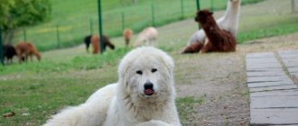 Maremmo-Abruzzese Shepherd Dog guards the llamas