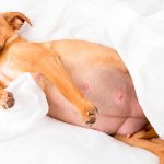 Mastitis in dogs