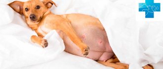 Mastitis in dogs