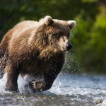 Grizzly bear runs through a stream