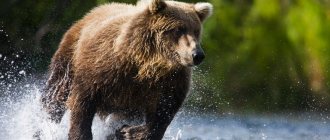 Grizzly bear runs through a stream