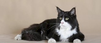 Maine Coon black and white lies on the floor