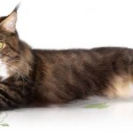 Maine Coon