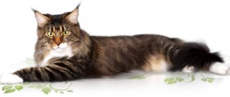 Maine Coon