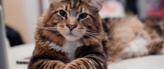 Maine Coon_7.jpg