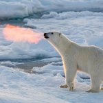 Polar bear habitats in the Arctic