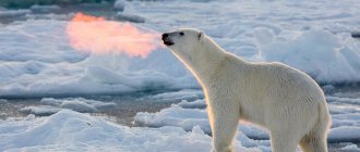 Polar bear habitats in the Arctic