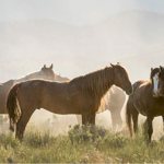 Wild horse habitats