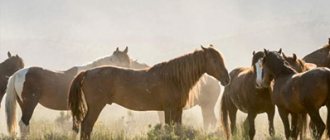 Wild horse habitats