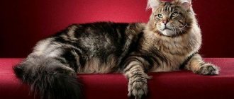 Maine Coon mixed breed: a cross with a regular, Siberian and British cat