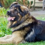 Mixed German and Caucasian Shepherd