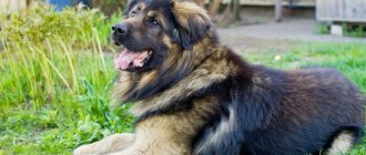 Mixed German and Caucasian Shepherd