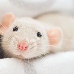 Cute rat