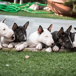 mini bull terrier