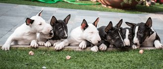 mini bull terrier