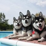 Mini Husky or Alaskan Klee Kai: a toy that comes to life