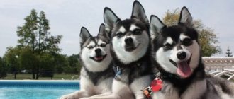 Mini Husky or Alaskan Klee Kai: a toy that comes to life