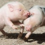 Mini-pigs - decorative piglets, features of maintenance and care