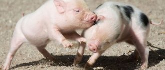 Mini-pigs - decorative piglets, features of maintenance and care