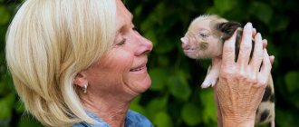 Mini pigs get along well with other pets