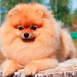 Miniature Pomeranian Spitz Photo