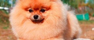 Miniature Pomeranian Spitz Photo