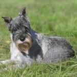 Miniature Schnauzer