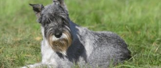 Miniature Schnauzer