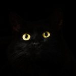 Can cats see in the dark?