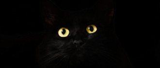 Can cats see in the dark?