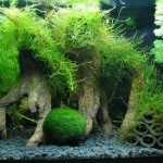 Moss in an aquarium